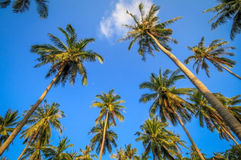 palm-trees-sky